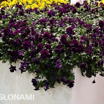 Bratek Cool Wave 'Purple'